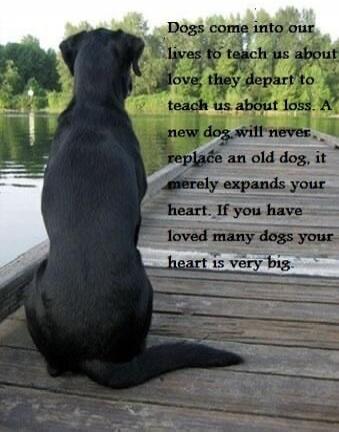 Dogs come into our lives to teach us about love, they depart to teach us about loss. A new dog will never replace an old dog, it merely expands your heart. If you have loved many dogs your heart is very big.