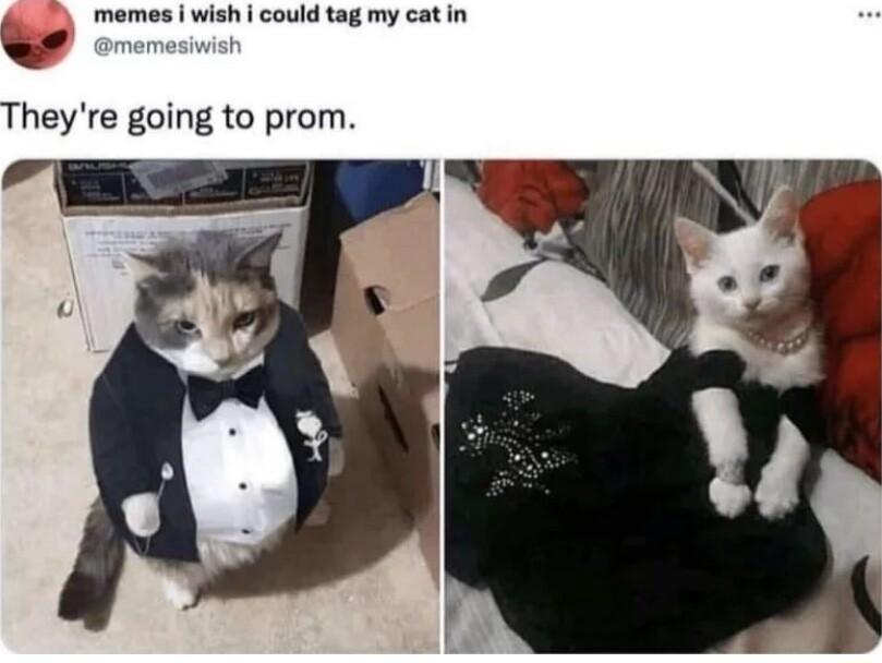 wish i could tag my cat in Theyre going to prom