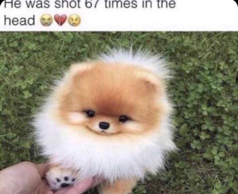 was Sho head 9w Imes in the