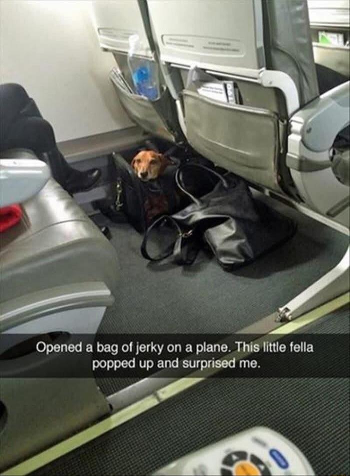 Opened a bag of jerky on a plane This litle fella popped up and surprised me P S