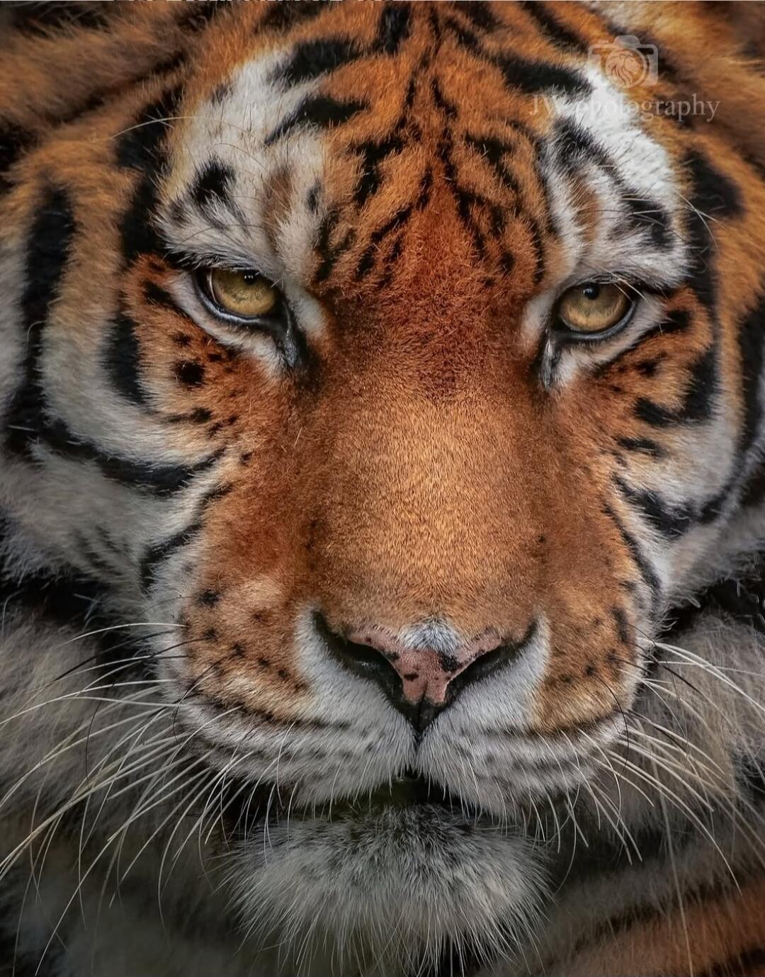 ORIGINAL IMAGE JW Photography