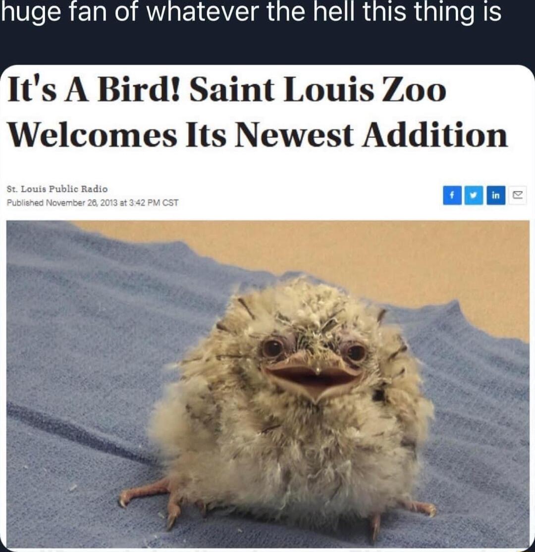 huge tfan of whatever the hell this thing Is Its A Bird Saint Louis Zoo Welcomes Its Newest Addition