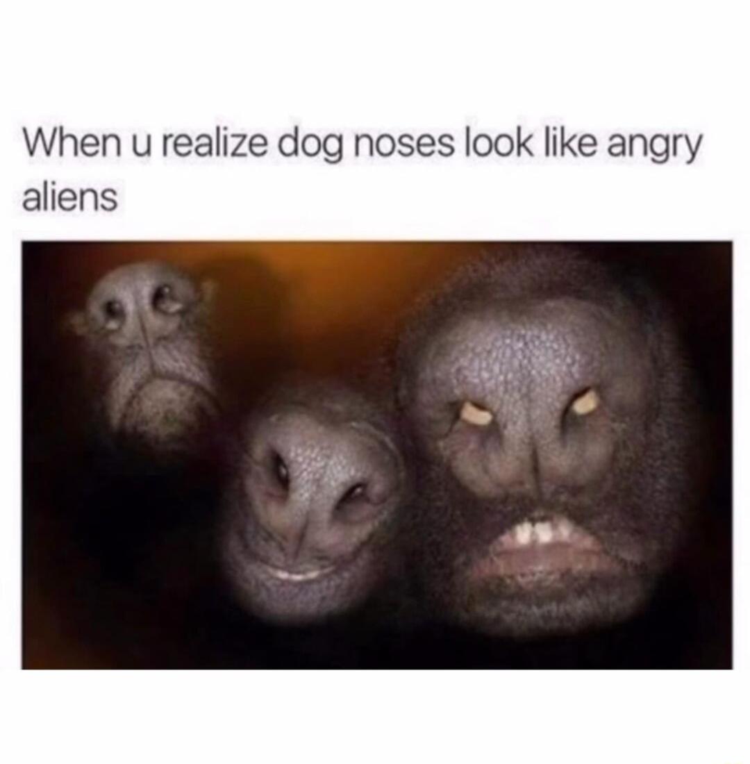 When u realize dog noses look like angry aliens