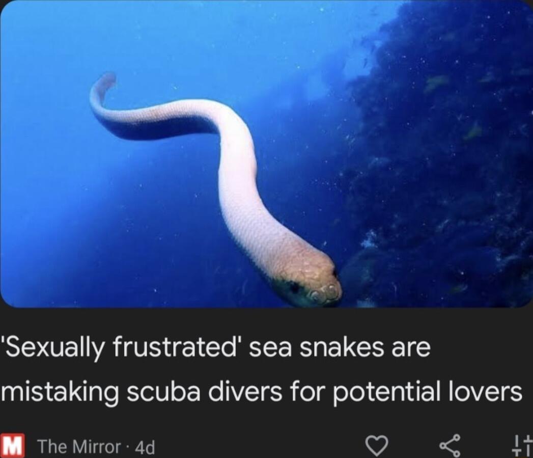 NOEIE TS Clo YL R RIS mistaking scuba divers for potential lovers B The Mirror 4d v o2 14