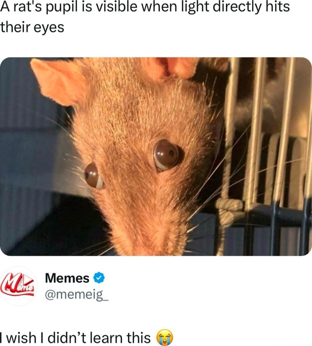 Arats pupil is visible when light directly hits their eyes memeig wish didnt learn this