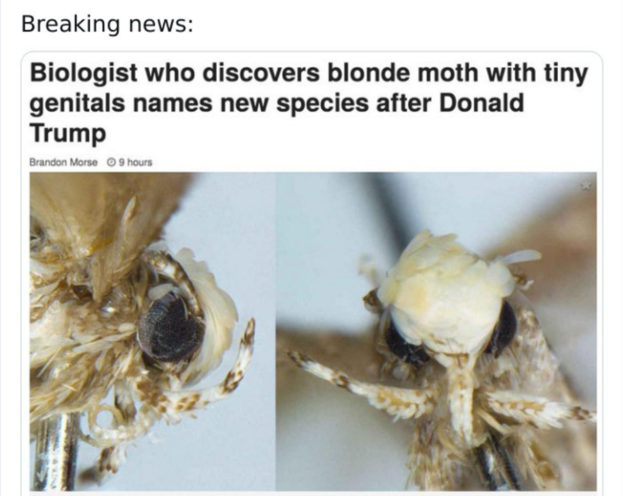 p Local News CrapLocalNews Follow Breaking news Biologist who discovers blonde moth with tiny genitals names new species after Donald Trump 710 AM Sep 20 2017 o