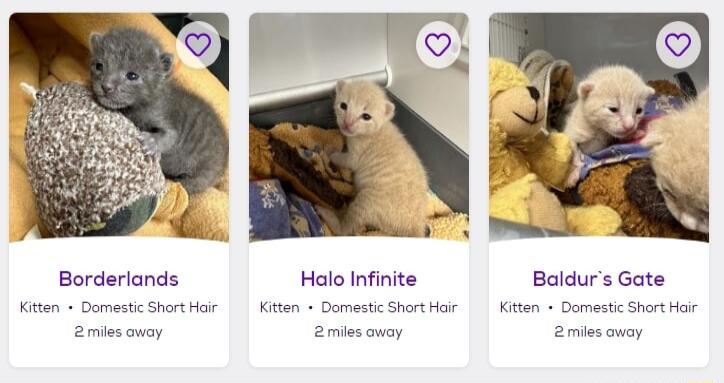 Borderlands Halo Infinite Baldurs Gate Kitn Domestc ShortHar Kiten Domesti Short e Kiten Damastc Shart i