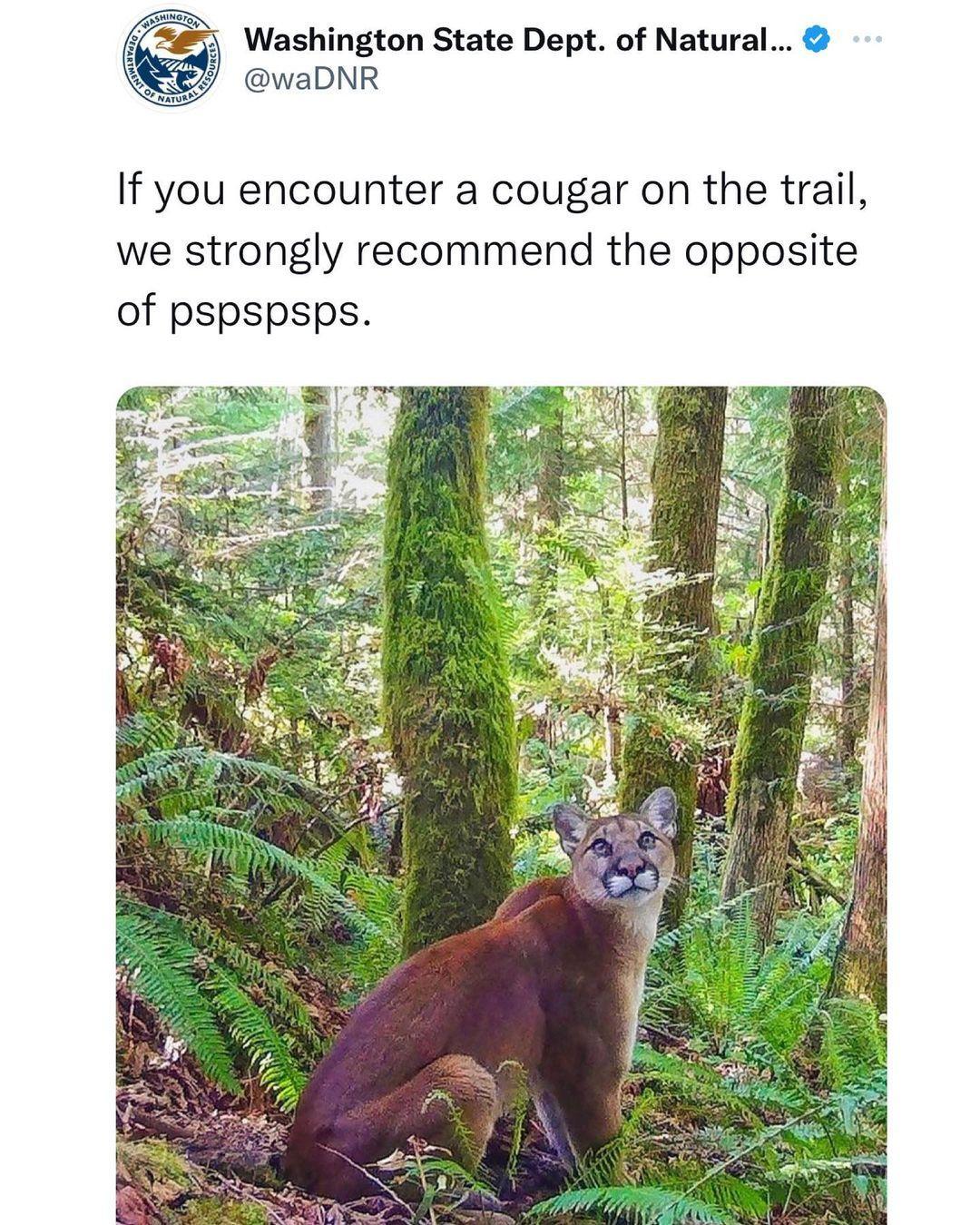 o Washington State Dept of Natural waDNR If you encounter a cougar on the trail we strongly recommend the opposite of pspspsps