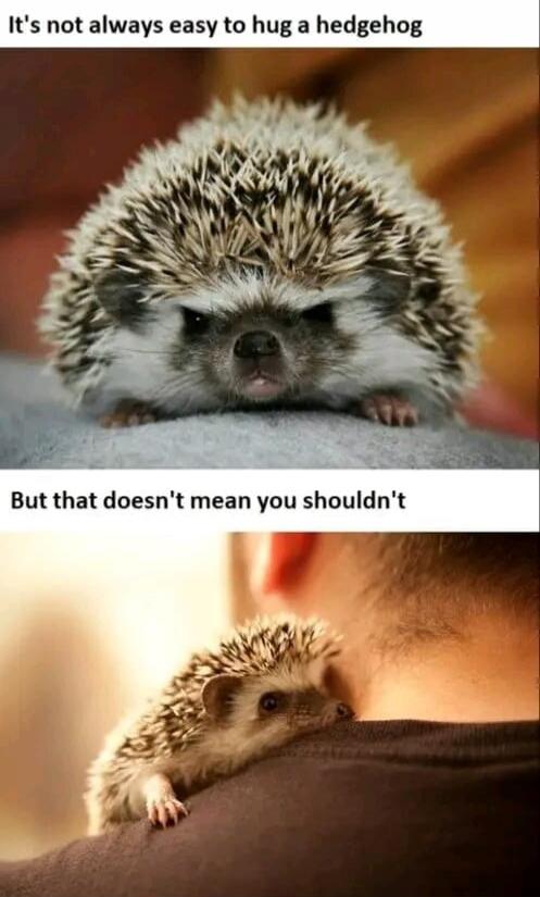 It's not always easy to hug a hedgehog. But that doesn't mean you shouldn't