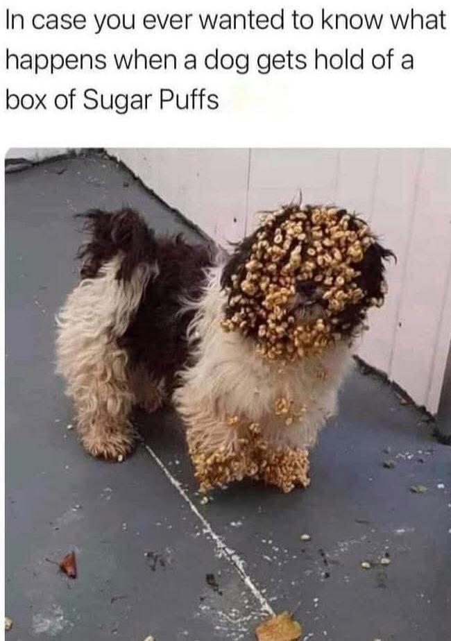 In case you ever wanted to know what happens when a dog gets hold of a box of Sugar Puffs