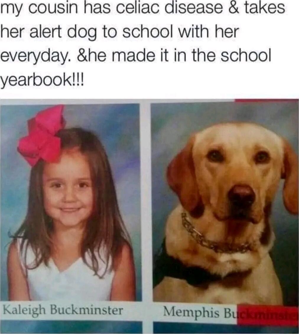 my cousin has cellac her alert dog to school with her everyday e made it in the school yearbook