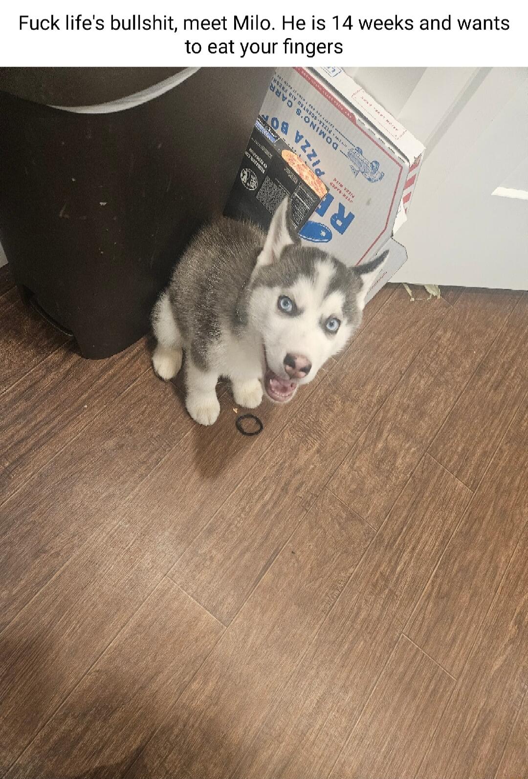 Fuck lifes bullshit meet Milo He is 14 weeks and wants to eat your fingers