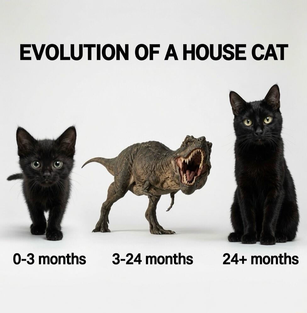 EVOLUTION OF A HOUSE CAT 0-3 months 3-24 months 24+ months