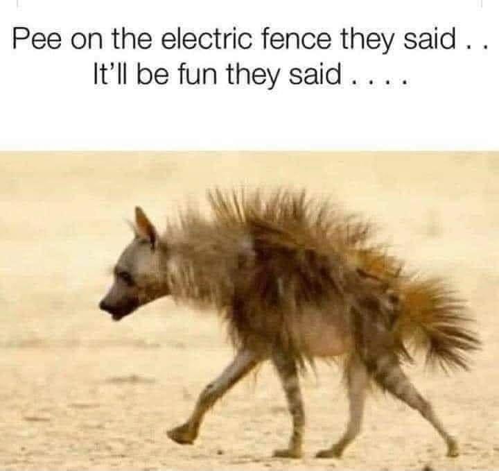 Pee on the electric fence they said Itll be fun they said