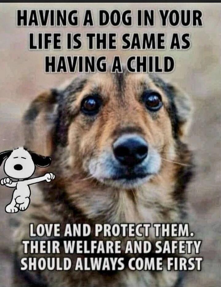 HAVING A DOG IN YOUR LIFE IS THE SAME AS HAVING A CHILD LOVE AND PROTECT THEM. THEIR WELFARE AND SAFETY SHOULD ALWAYS COME FIRST