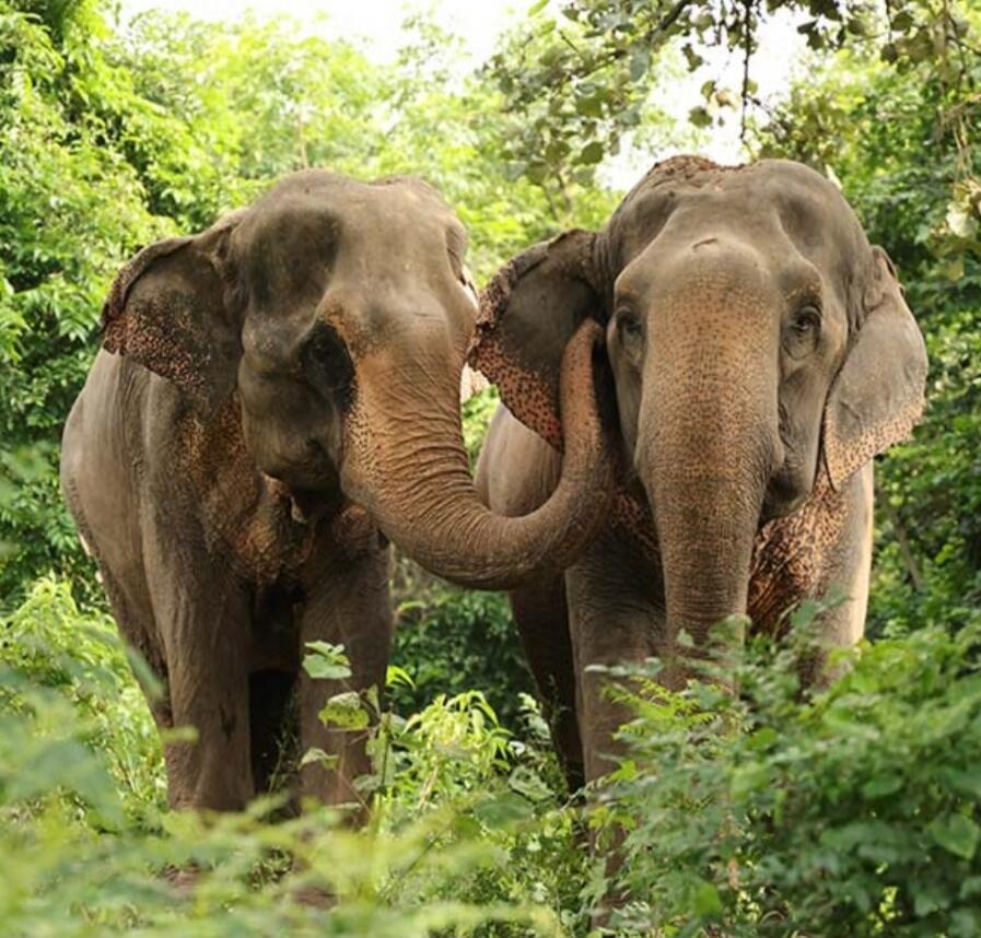 Two elephants with their trunks entwined in a lush green forest.