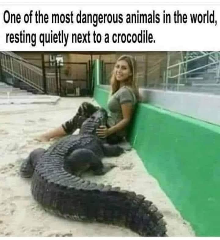 One of the most dangerous animals in the world resting quietly next to a crocodile Ujs TR A L