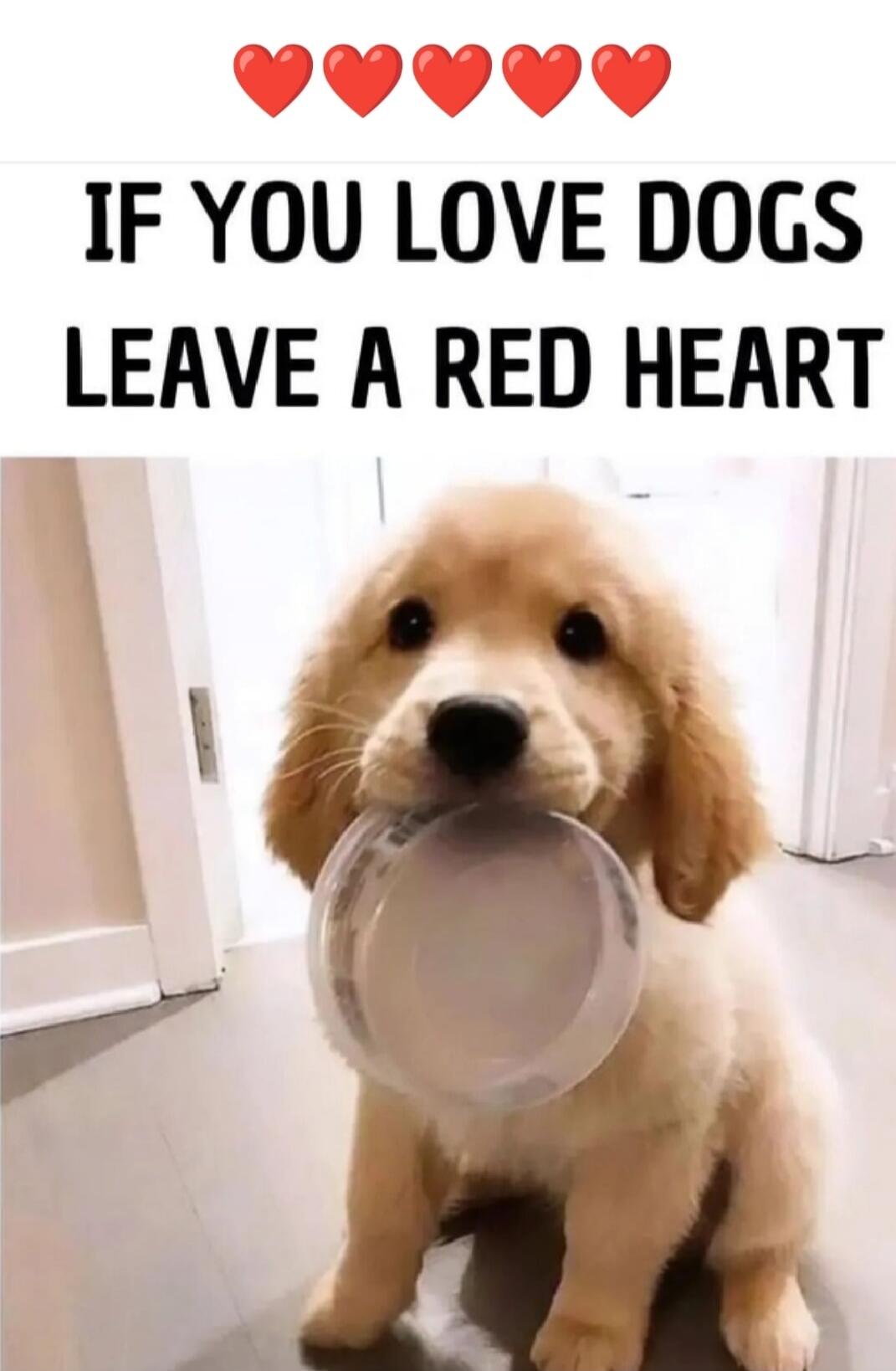 IF YOU LOVE DOGS LEAVE A RED HEART