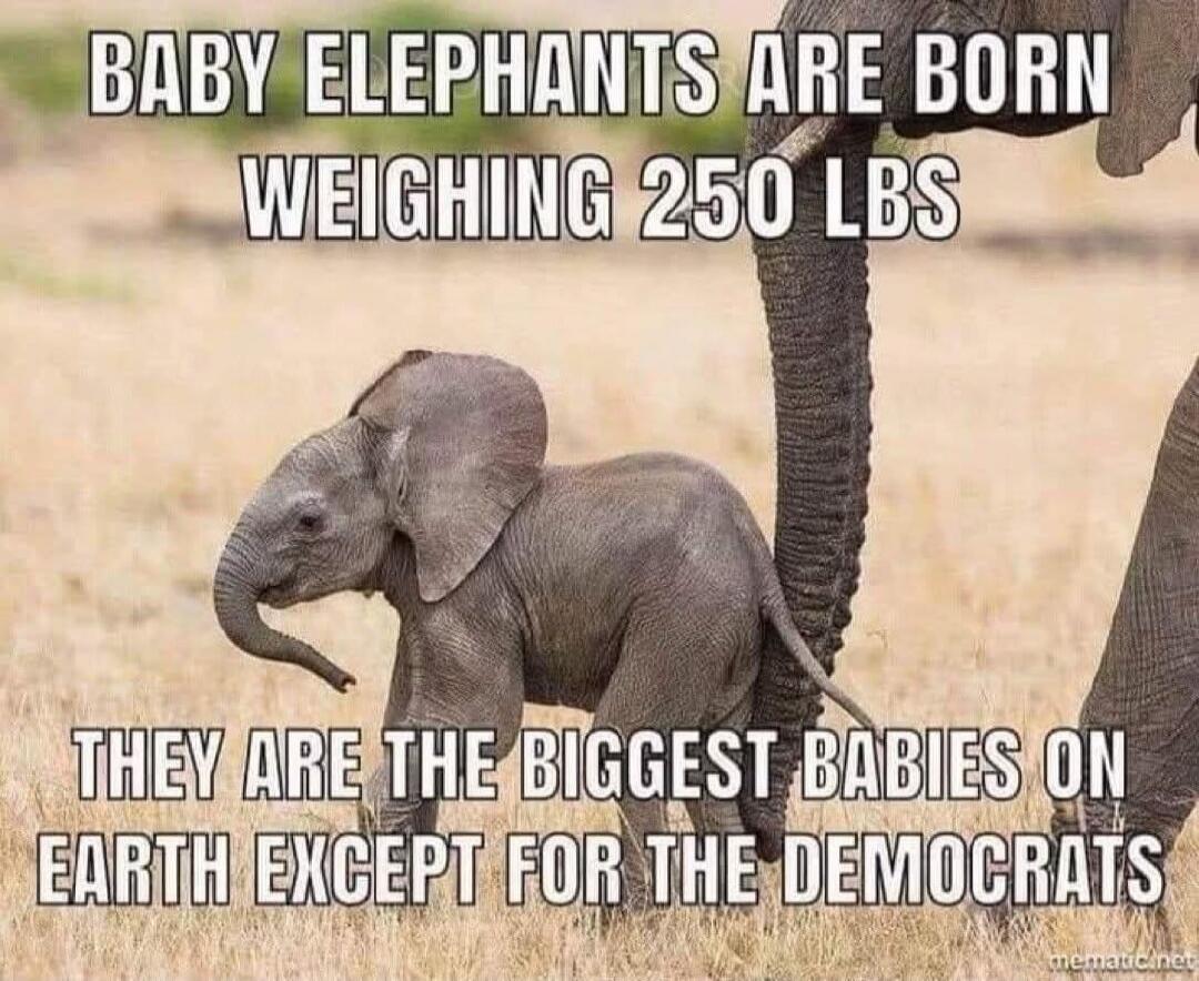BABY ELEPHANTS ARE BORN WEIGHING 250 LBS THEY ARE THE BIGGEST BABIES ON EARTH EXCEPT FOR THE DEMOCRATS