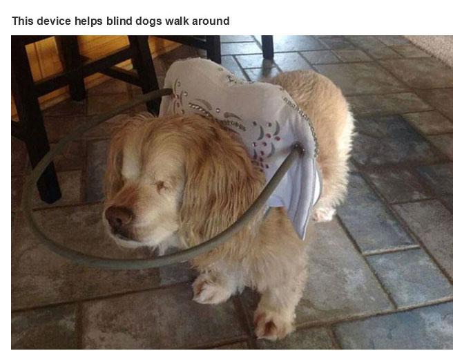 This device helps blind dogs walk around