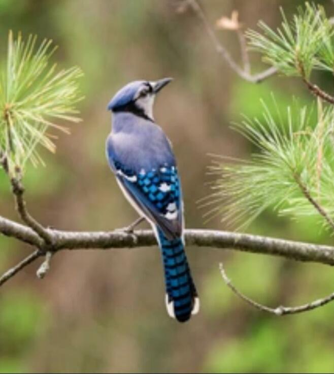 Blue jay perched on a branch with pine needles.