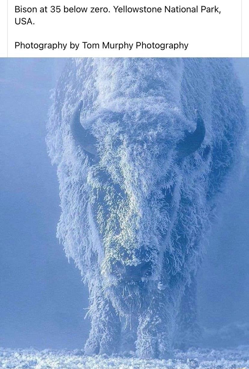 Bison at 35 below zero Yellowstone National Park USA Photography by Tom Murphy Photography