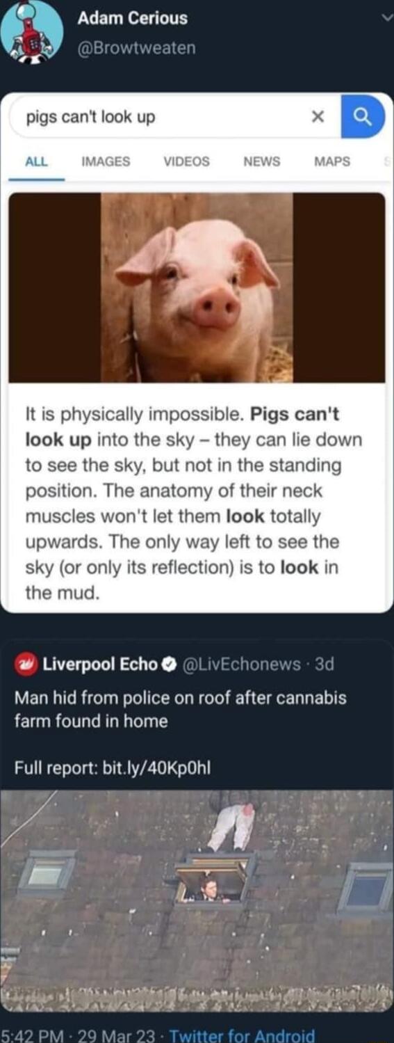 U ET oL 0 pigs cant look up It is physically impossible Pigs cant look up into the sky they can lie down to see the sky but not in the standing position The anatomy of their neck muscles wont let them look totally upwards The only way left to see the sky or only its reflection is to look in the mud Liverpool Echo Man hid from police on roof after cannabis farm found in home Full report bitly40KpOh