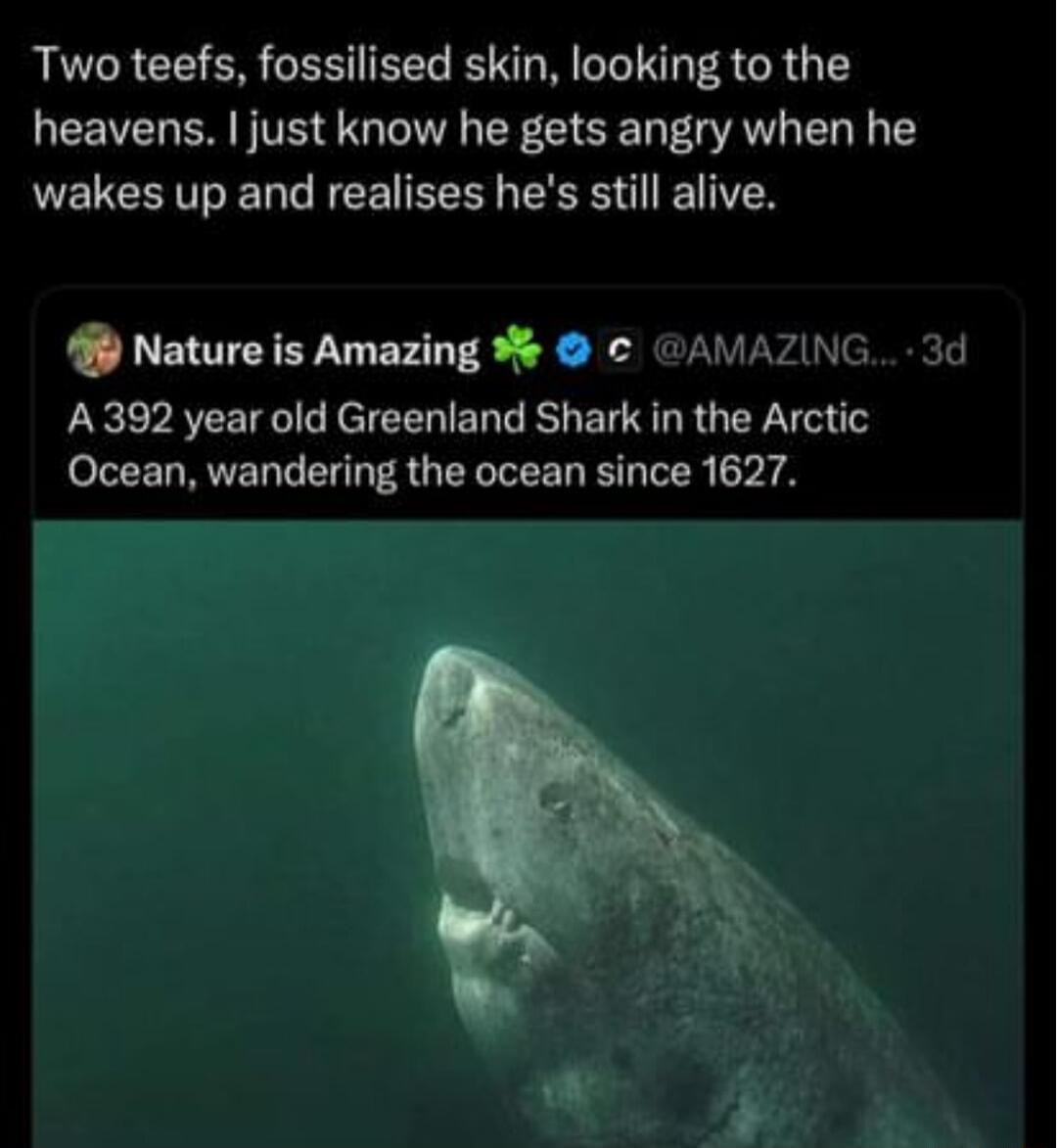 Two teefs fossilised skin looking to the heavens just know he gets angry when he wakes up and realises hes still alive Nature is Amazing GAMAZING 3d A 392 year old Greenland Shark in the Arctic Ocean wandering the ocean since 1627