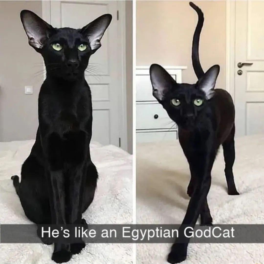 Hes like an Egyptian GodCat