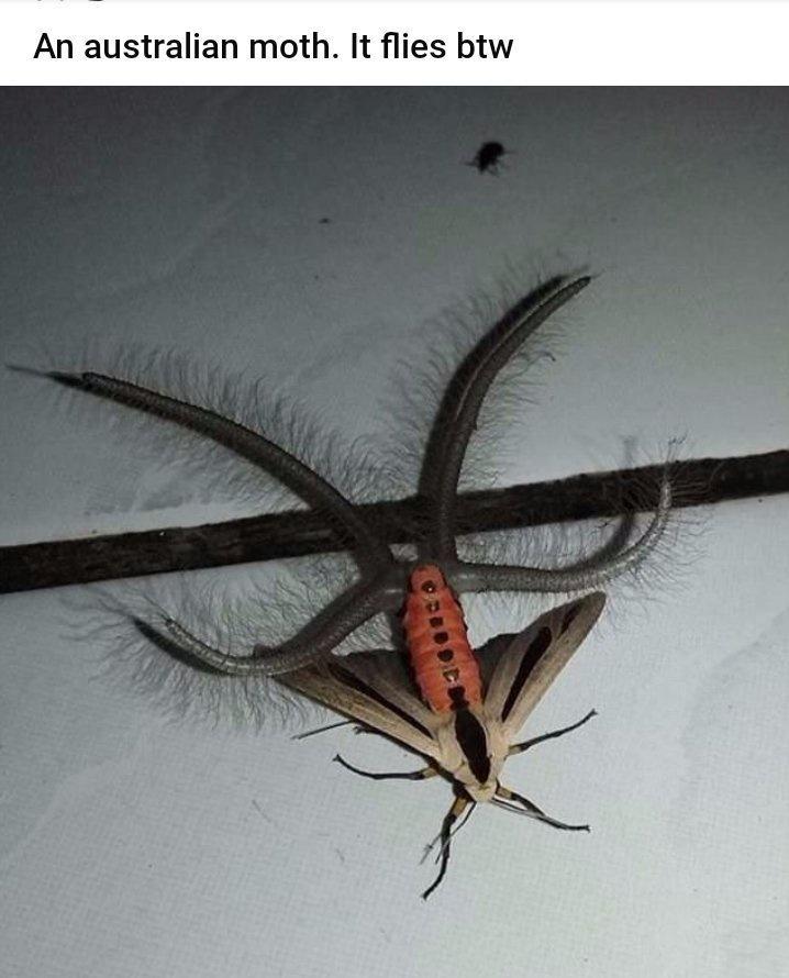 An australian moth It flies btw