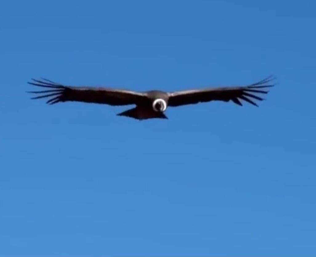 A large bird is flying in a clear blue sky with its wings spread wide.