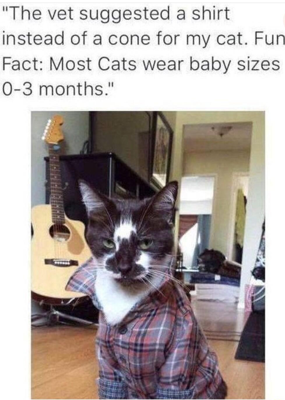 The vet suggested a shirt instead of a cone for my cat Fun Fact Most Cats wear baby sizes 0 3 months