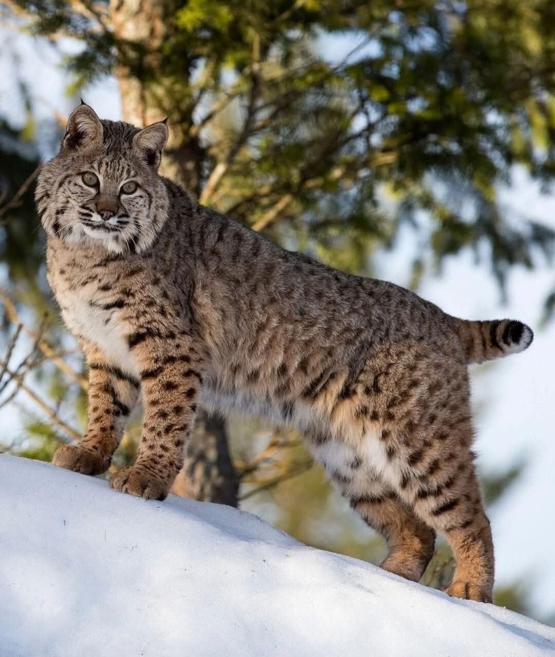 A large spotted wild feline standing on snow, with trees in the background.