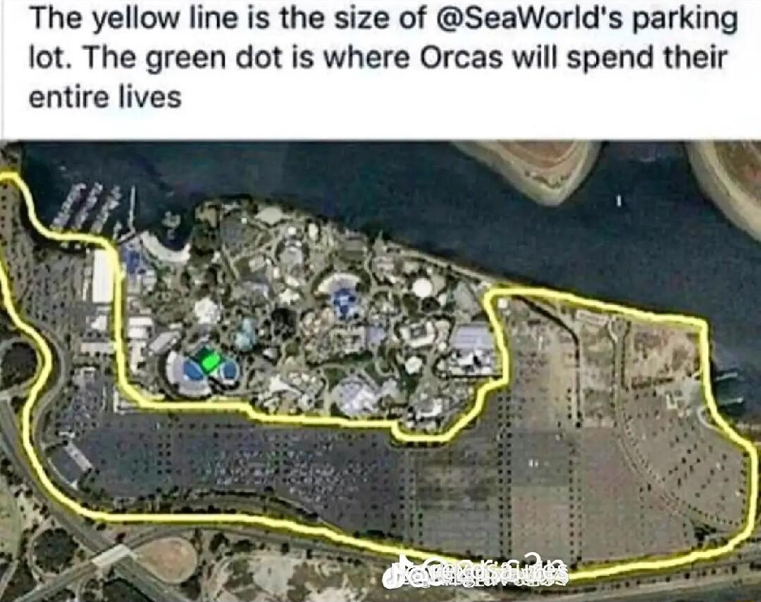 The yellow line is the size of SeaWorlds parking lot The green dot is where Orcas will spend their entire lives