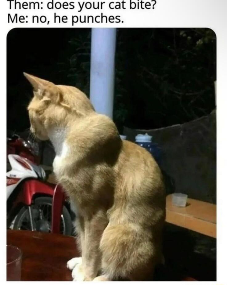 em does your cat Me no he punches