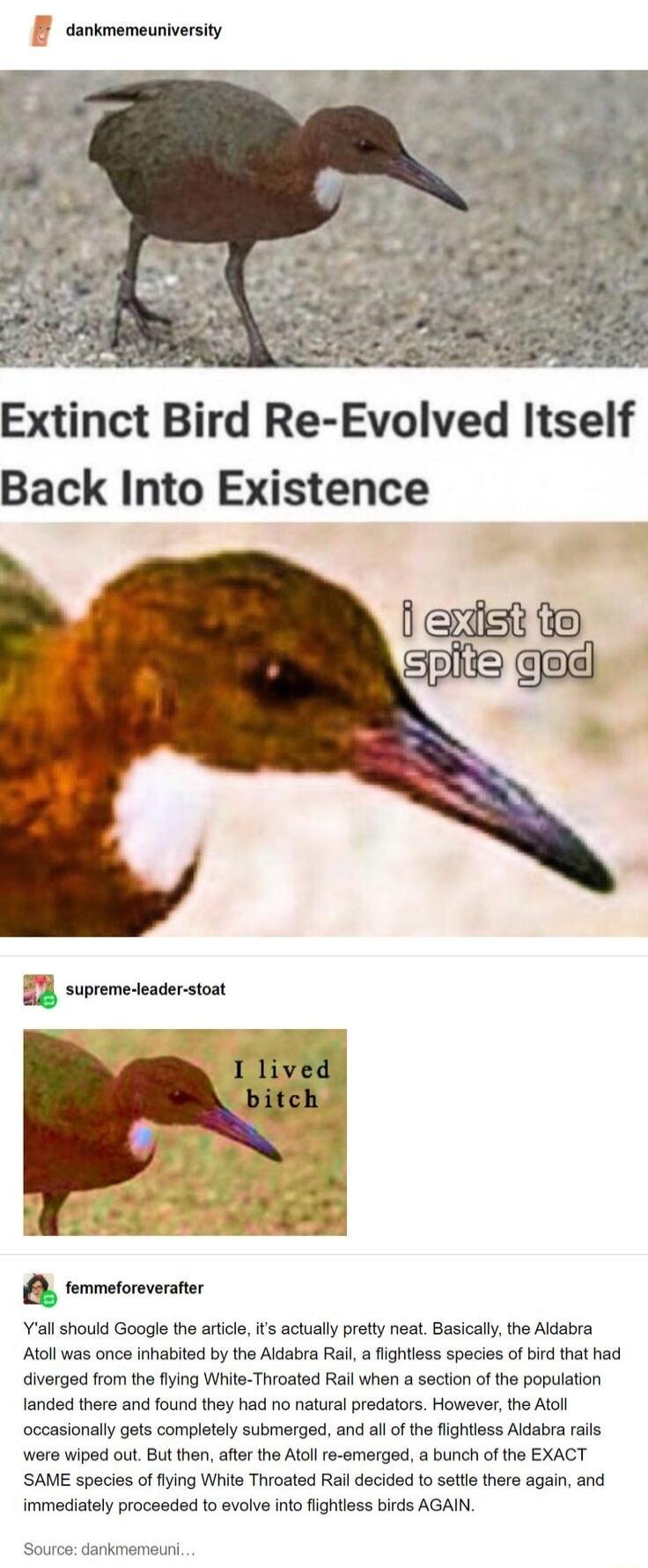 dankmemeuniversity Extinct Bird Re Evolved Itself Back Into Existence supreme jeader stoat ermeterveater Yall should Google the artcle its actually pretty neat Basicallythe Aldabra Atoll was once inhabited by the Aldabra Ral a fightless species of bird that had diverged from the flying White Throated Rail when a section of the population landed there and found they had no natural predators However