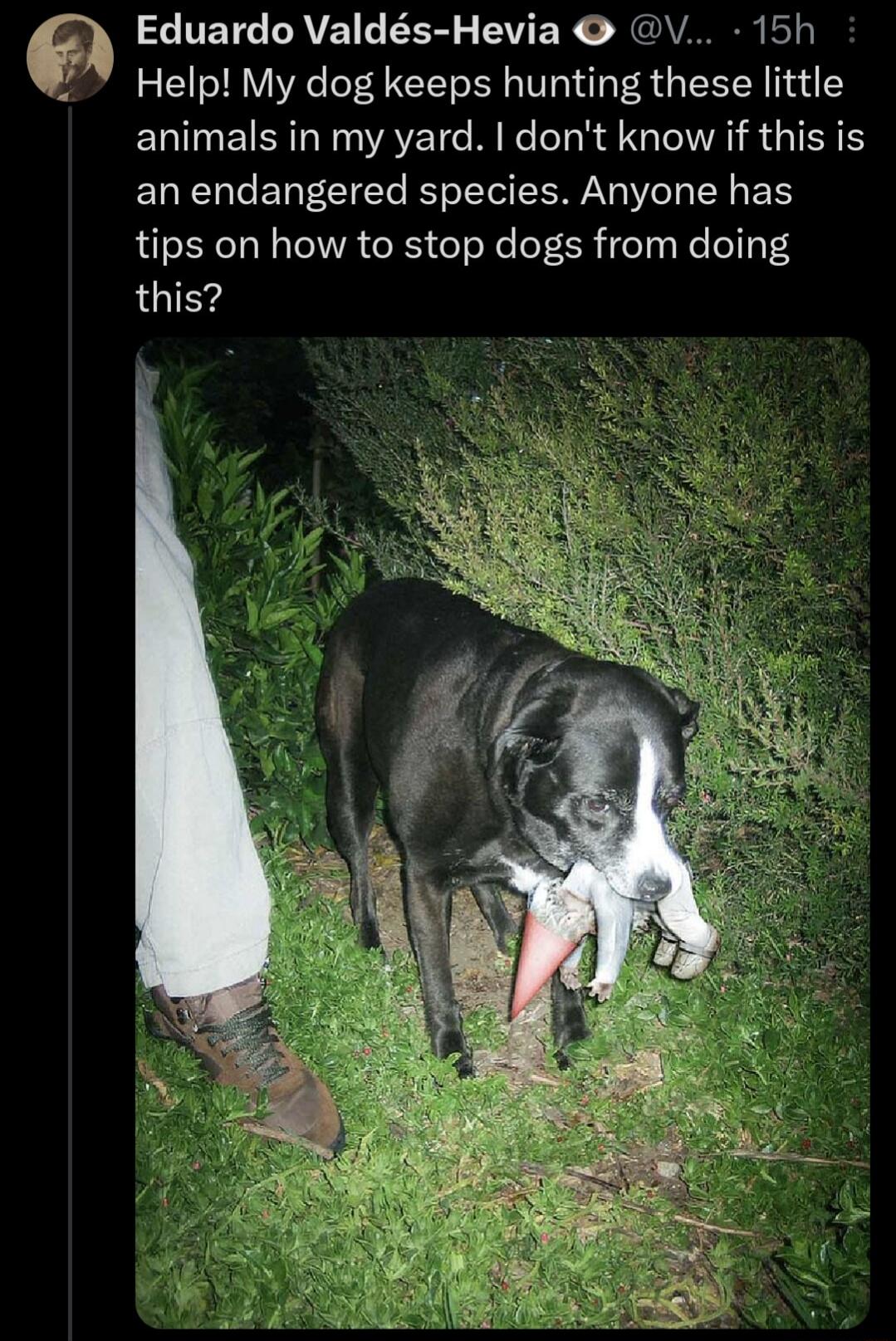 CHETCIATEILEE BV ERS SVl Help My dog keeps hunting these little animals in my yard dont know if this is an endangered species Anyone has tips on how to stop dogs from doing this
