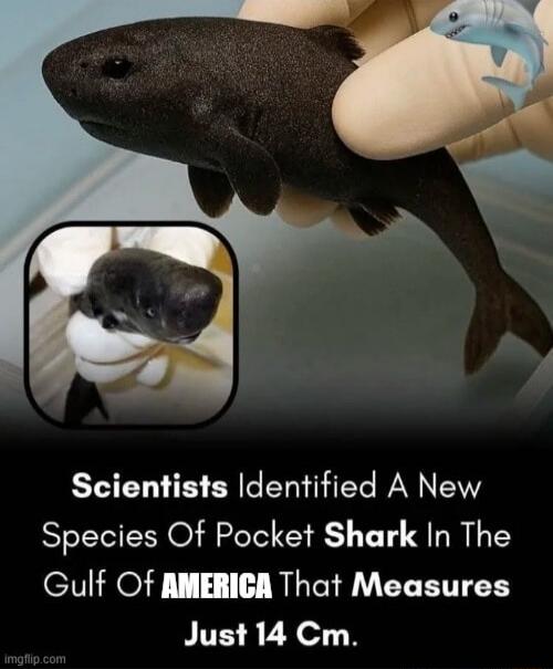 Scientists Identified A New Species Of Pocket Shark In The Gulf Of AMERICA That Measures Just 14 Cm.