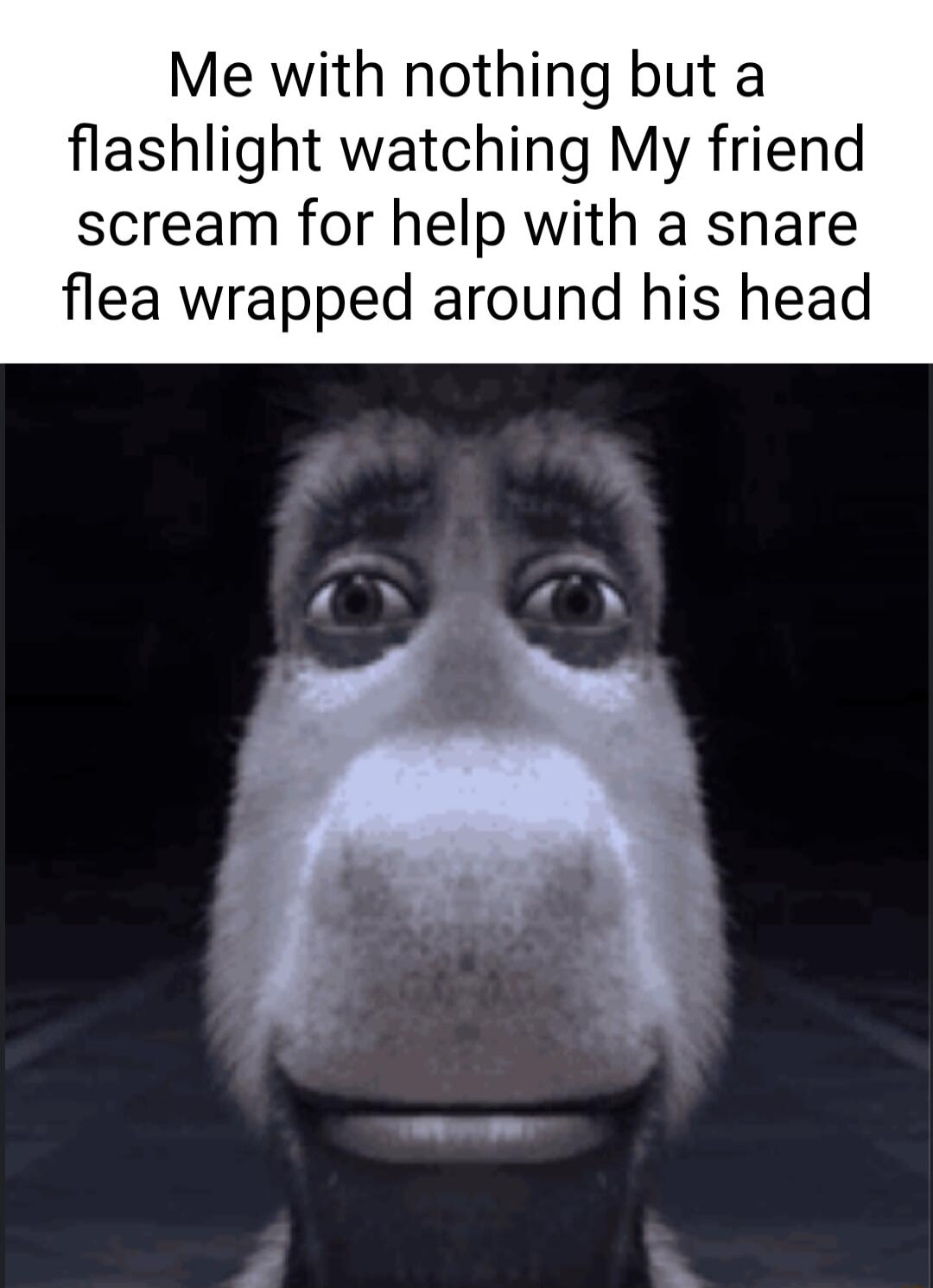 Me with nothing but a flashlight watching My friend scream for help with a snare flea wrapped around his head