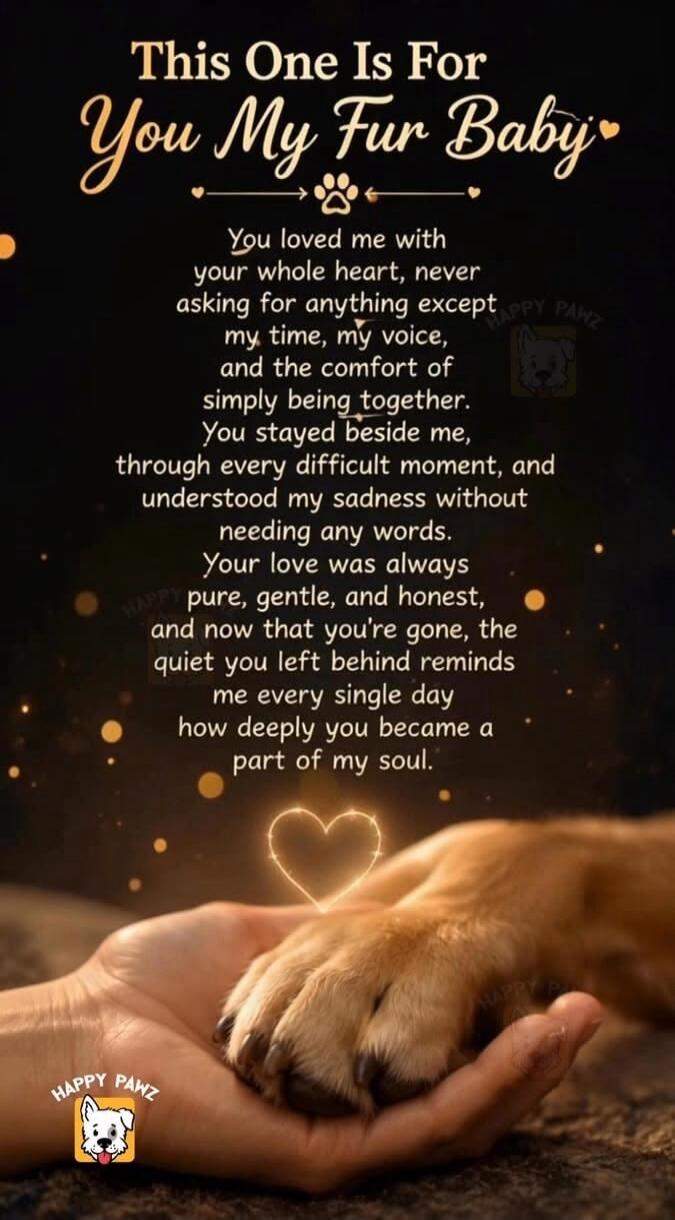 This One Is For You My Fur Baby You loved me with your whole heart, never asking for anything except my time, my voice, and the comfort of simply being together. You stayed beside me, through every difficult moment, and understood my sadness without needing any words. Your love was always pure, gentle, and honest, and now that you're gone, the quie