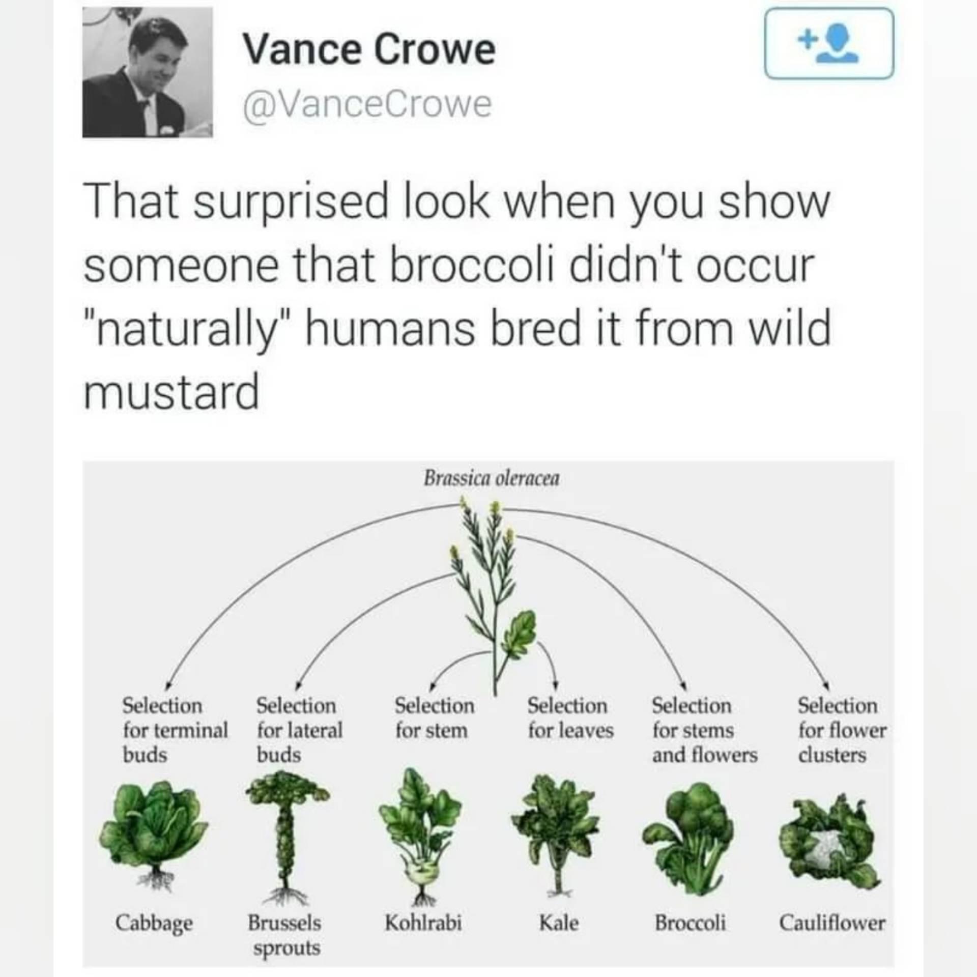 B Vance Crowe 9 That surprised look when you show someone that broccoli didnt occur naturally humans bred it from wild mustard X o i soudon Sicion i Sobein Stion Bt e e el el b e B T4 LS I