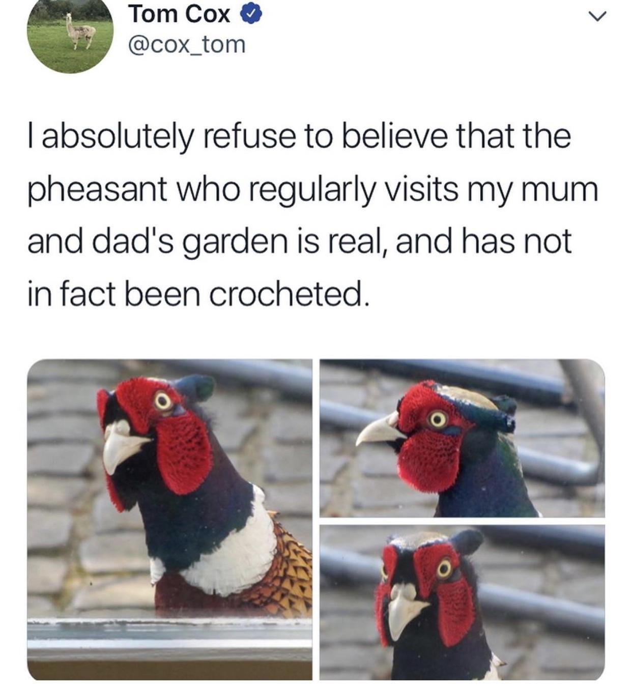 Tom Cox v cox_tom absolutely refuse to believe that the pheasant who regularly visits my mum and dads garden is real and has not in fact been crocheted