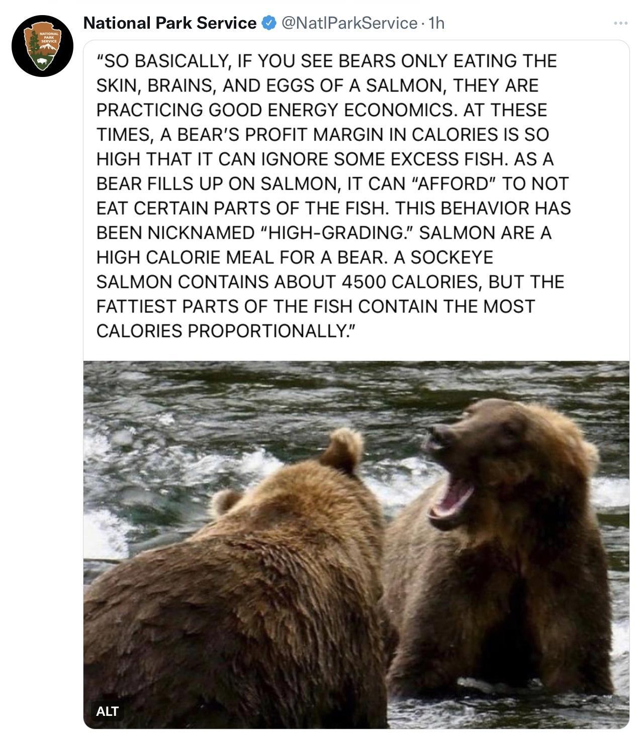National Park Service GNatiParkService 1h SO BASICALLY IF YOU SEE BEARS ONLY EATING THE SKIN BRAINS AND EGGS OF A SALMON THEY ARE PRACTICING GOOD ENERGY ECONOMICS AT THESE TIMES A BEARS PROFIT MARGIN IN CALORIES IS SO HIGH THAT IT CAN IGNORE SOME EXCESS FISH AS A BEAR FILLS UP ON SALMON IT CAN AFFORD TO NOT EAT CERTAIN PARTS OF THE FISH THIS BEHAVIOR HAS BEEN NICKNAMED HIGH GRADING SALMON ARE A HI