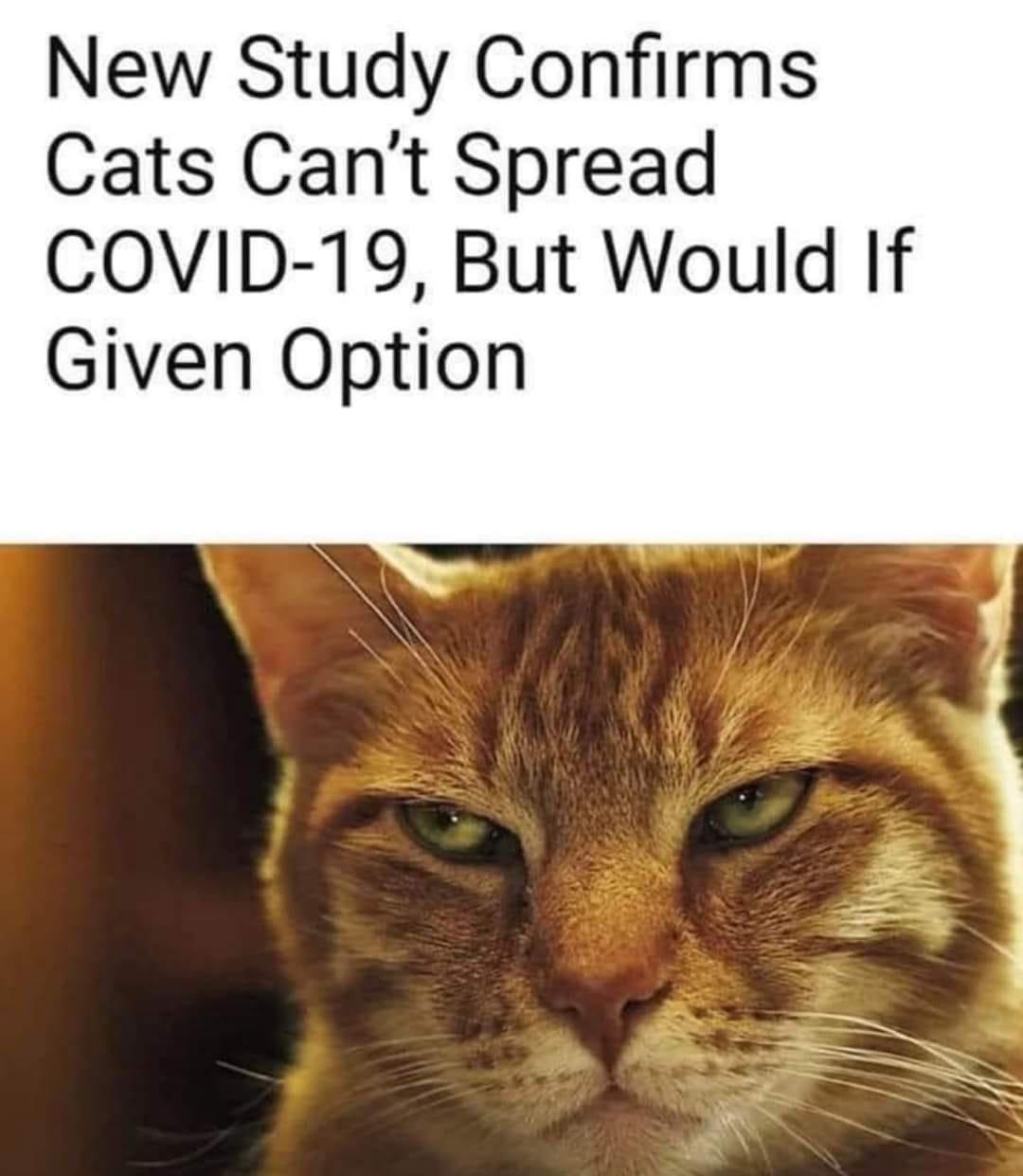 New Study Confirms Cats Cant Spread COVID 19 But Would If Given Option