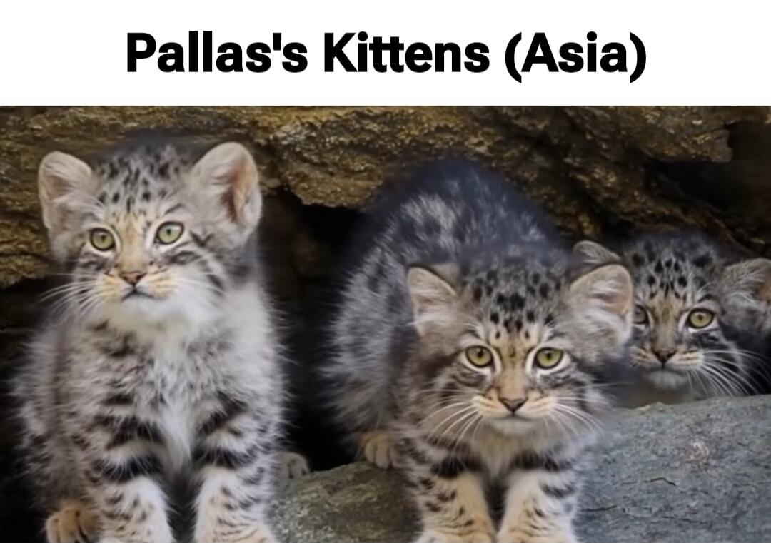 Pallas's Kittens (Asia)