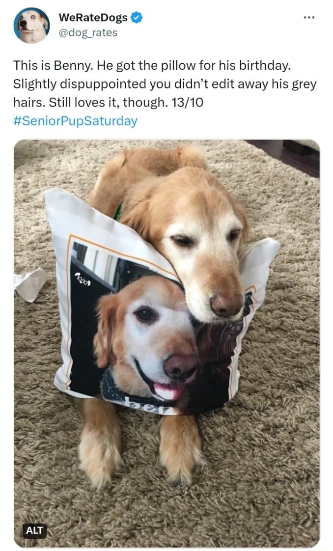 WeRateDogs This is Benny He got the pillow for his birthday Slightly dispuppointed you didnt edit away his grey hairs Still loves it though 1310