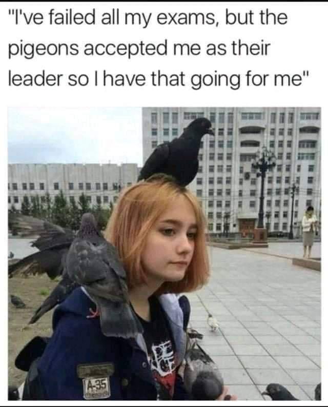 Ive failed all my exams but the pigeons accepted me as their leader so have that going for me