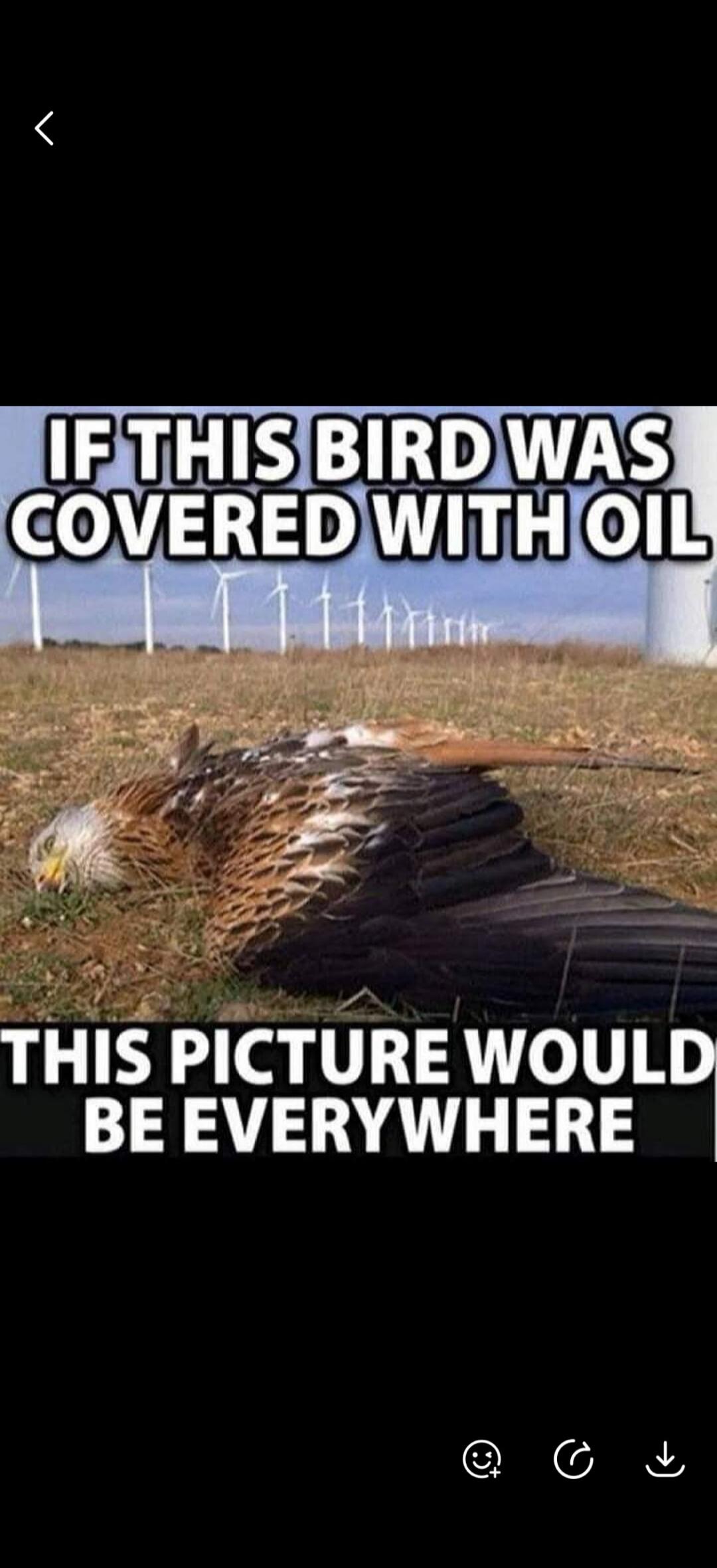 IF THIS BIRD WAS COVERED WITH OIL THIS PICTURE WOULD BE EVERYWHERE