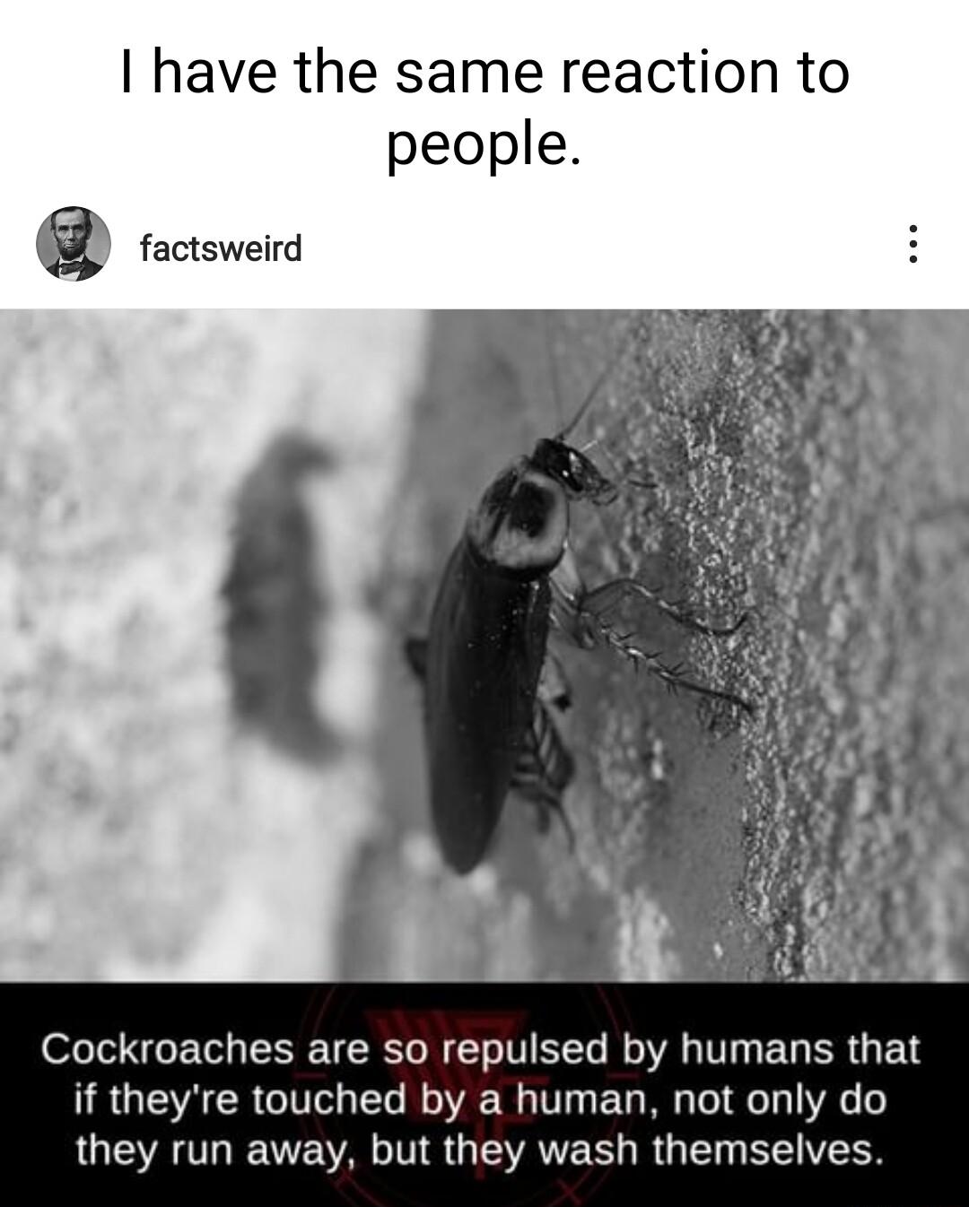 have the same reaction to y people R Cockroaches are so repulsed by humans that if theyre touched by a human not only do LGSRV VAL T GEVANE R RGN NEIVES
