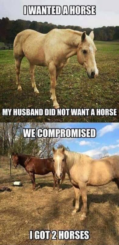 I WANTED A HORSE MY HUSBAND DID NOT WANT A HORSE WE COMPROMISED I GOT 2 HORSES
